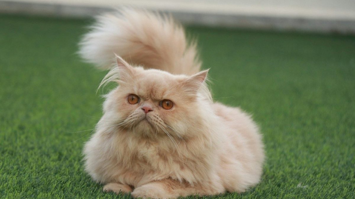 Persian Breed Profile