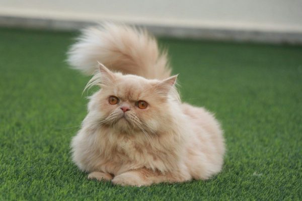 Persian