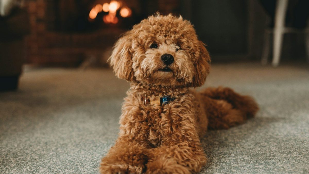 Poodle (Standard, Miniature, Toy) Breed Profile
