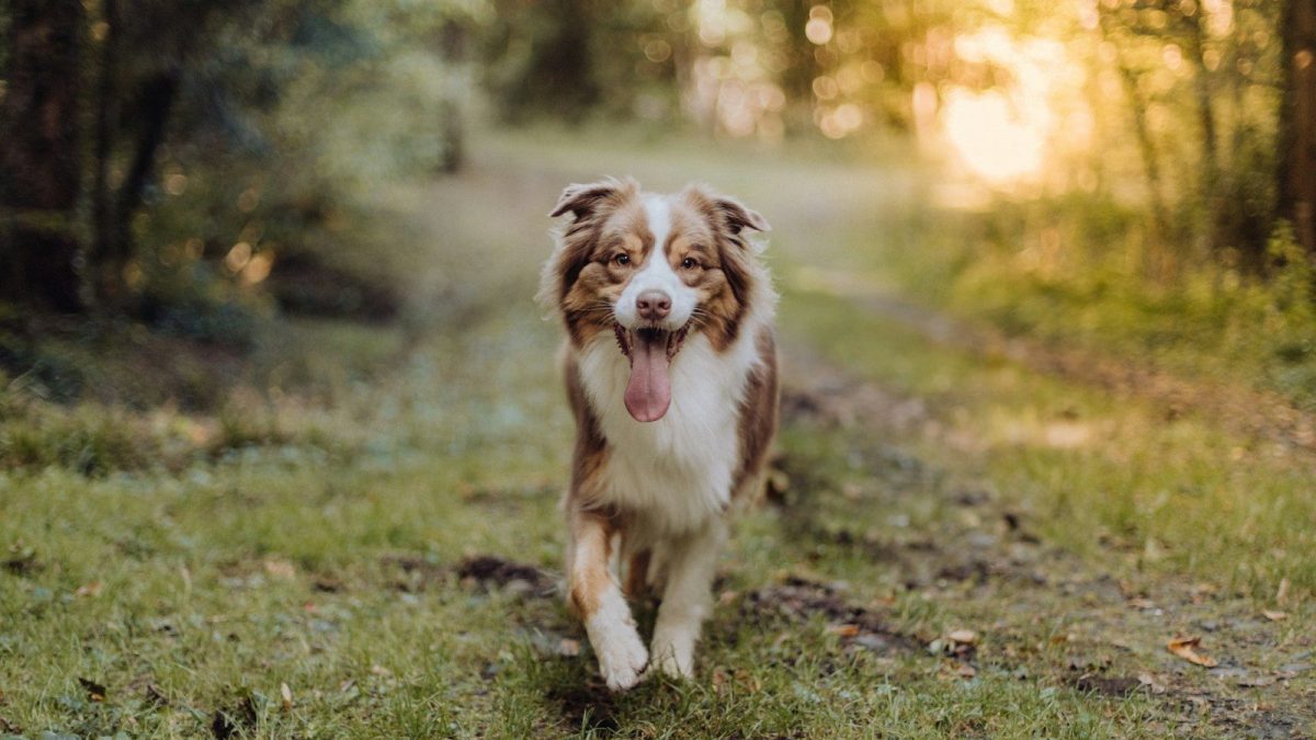 Australian Shepherd Breed Profile