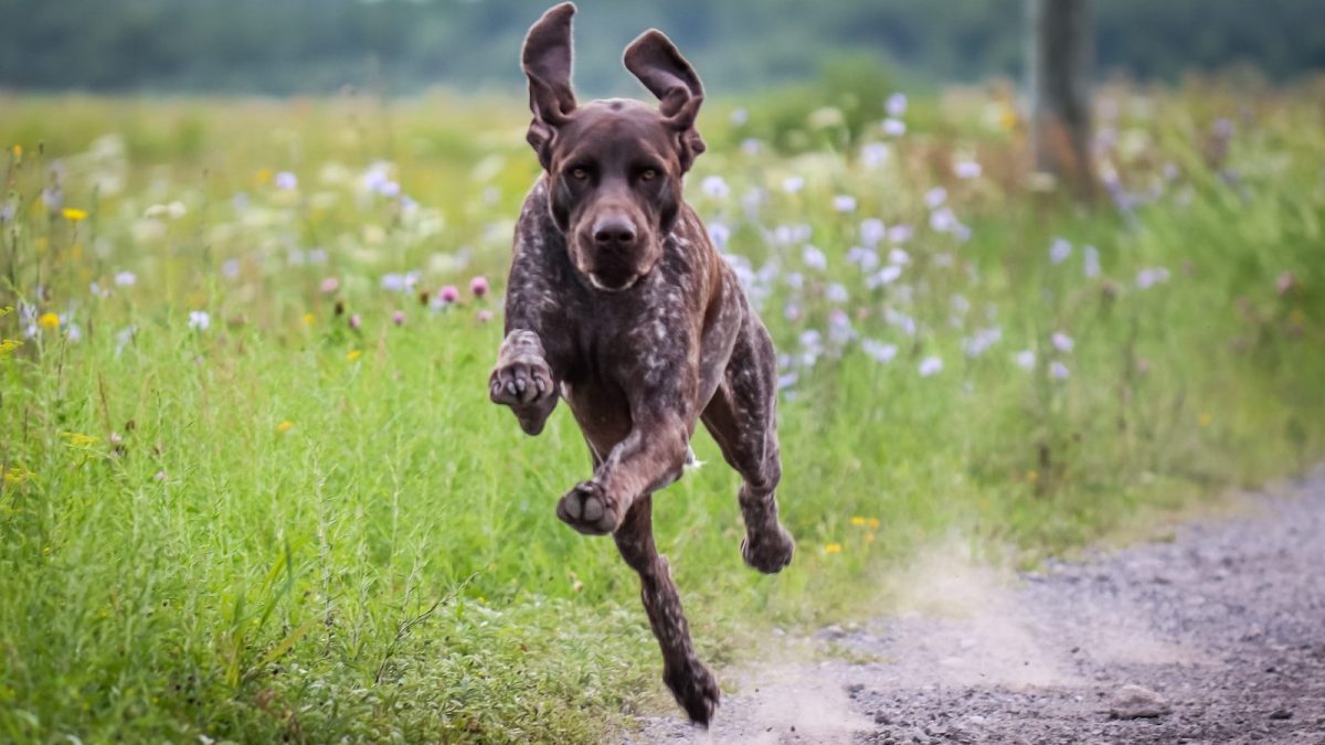 German Shorthaired Pointer Breed Profile