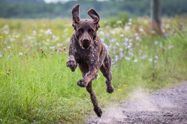 German Shorthaired