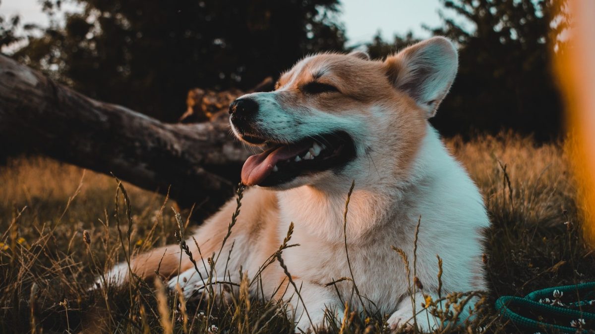 Pembroke Welsh Corgi Breed Profile