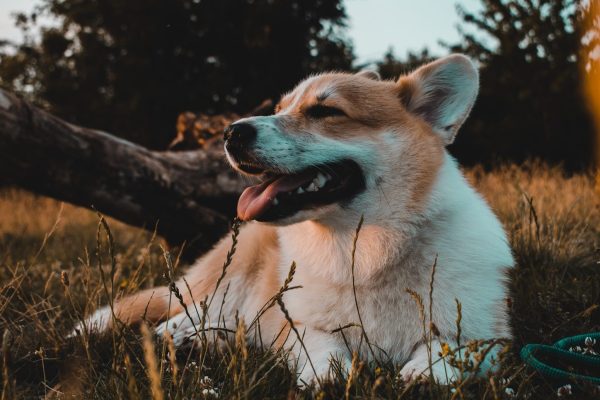 Pembroke Welsh Corgi