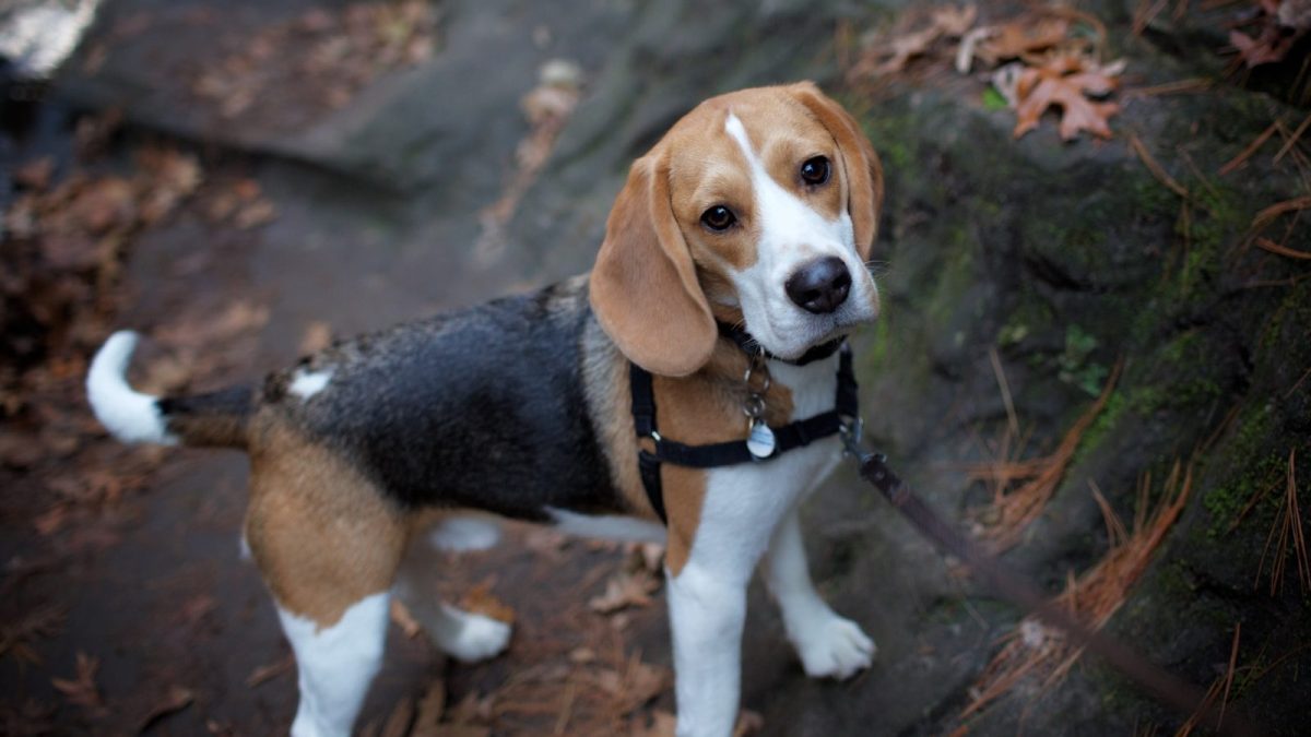 Beagle Breed Profile