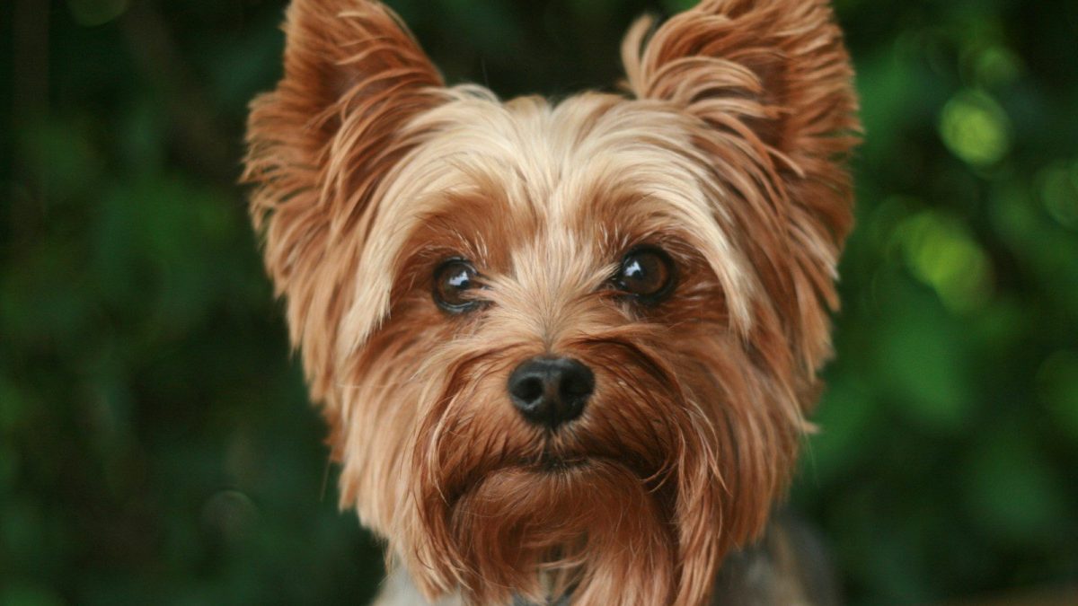 Yorkshire Terrier Breed Profile