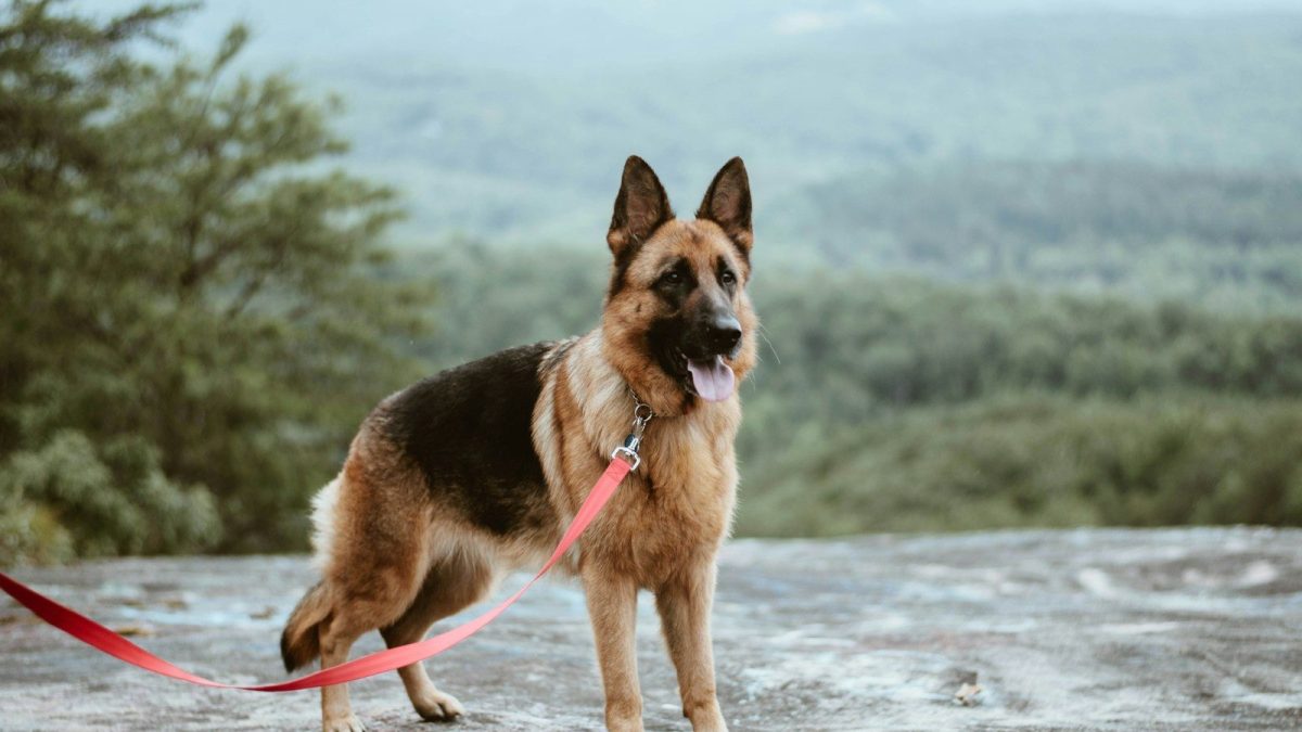 German Shepherd Breed Profile