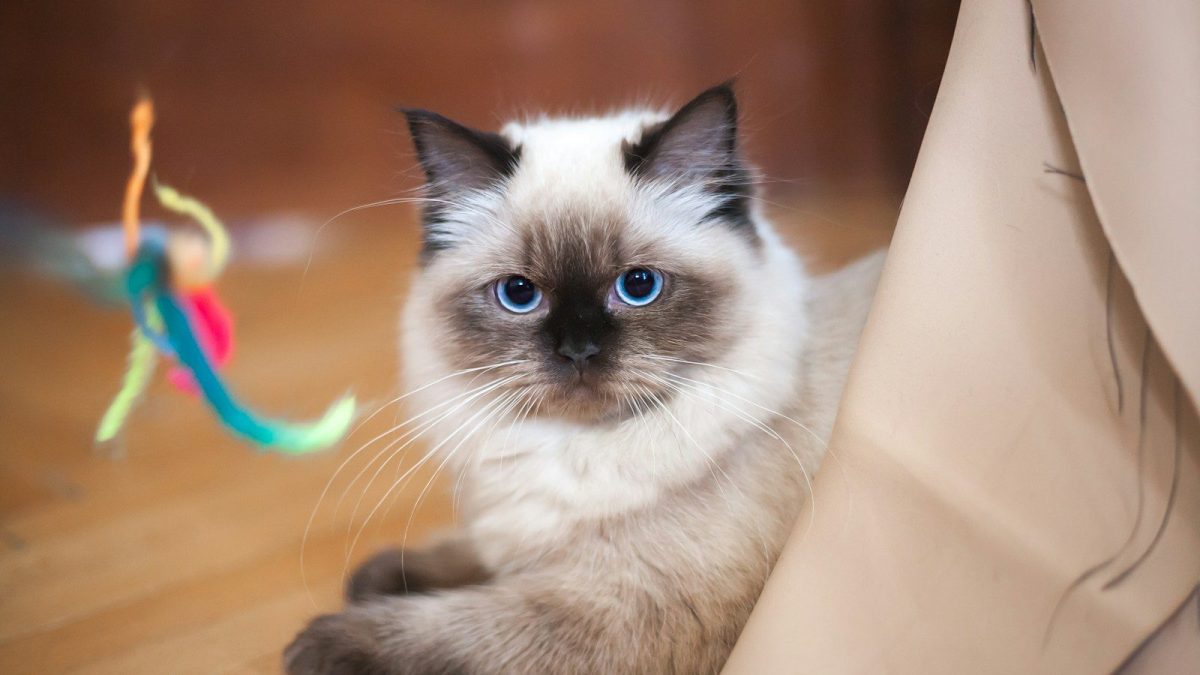 Ragdoll Breed Profile