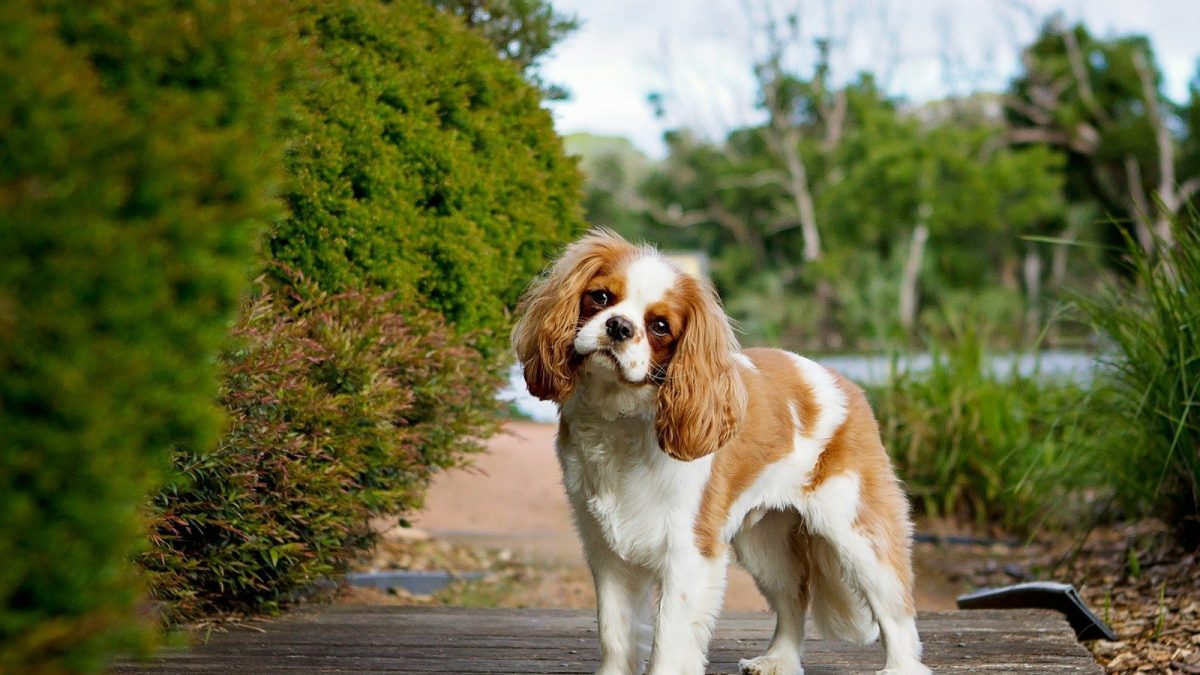 Cavalier King Charles Spaniel Breed Profile