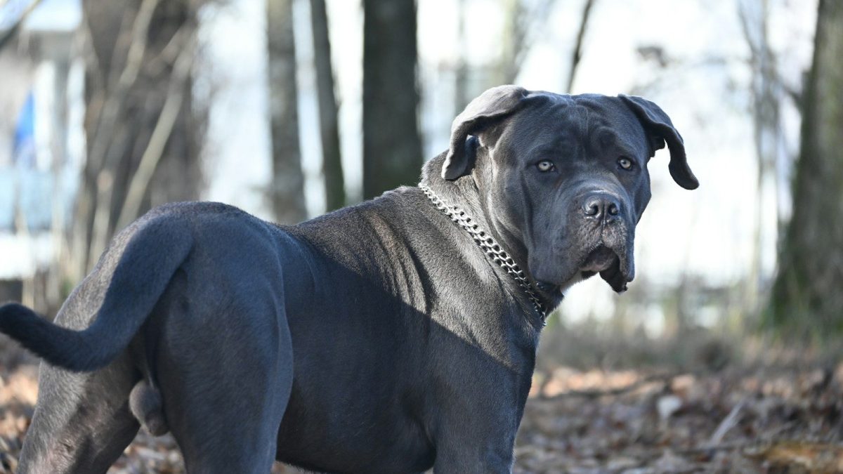 Cane Corso Breed Profile