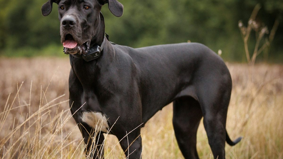 Great Dane Breed Profile