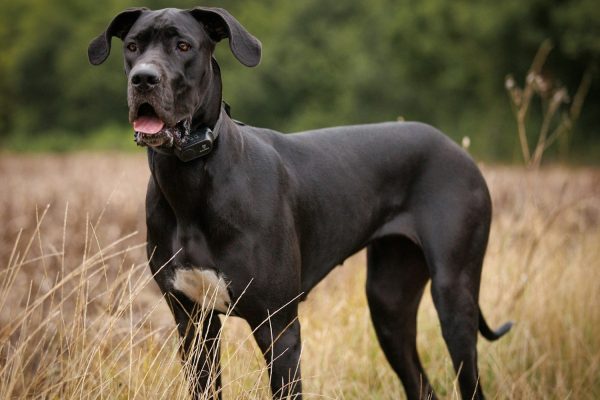 Great Dane