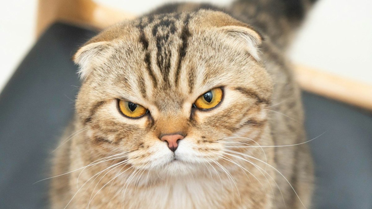 Scottish Fold Breed Profile