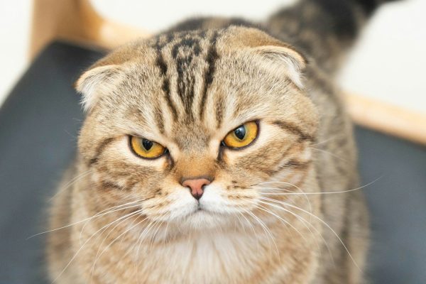 Scottish Fold