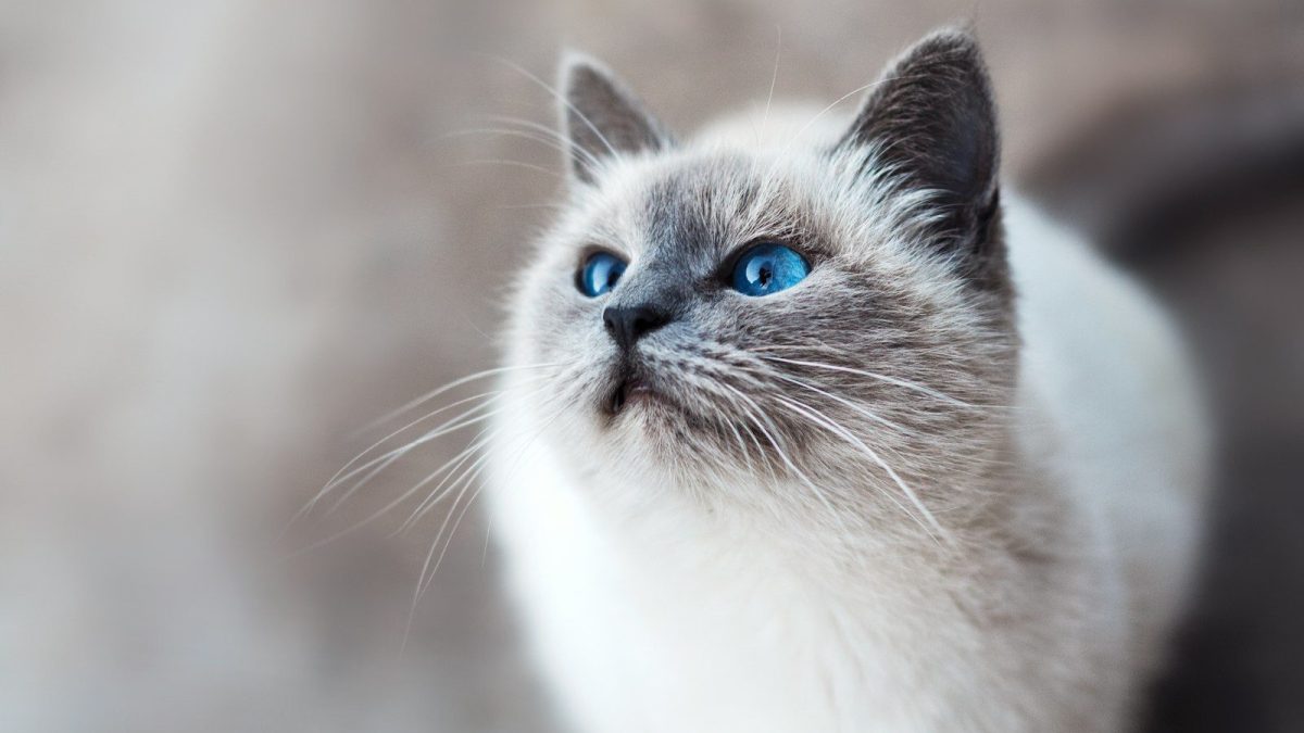 Siamese Breed Profile