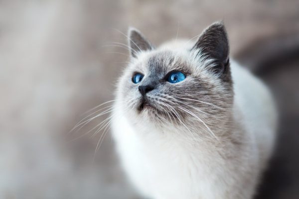 Siamese