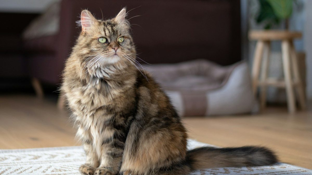Maine Coon Breed Profile