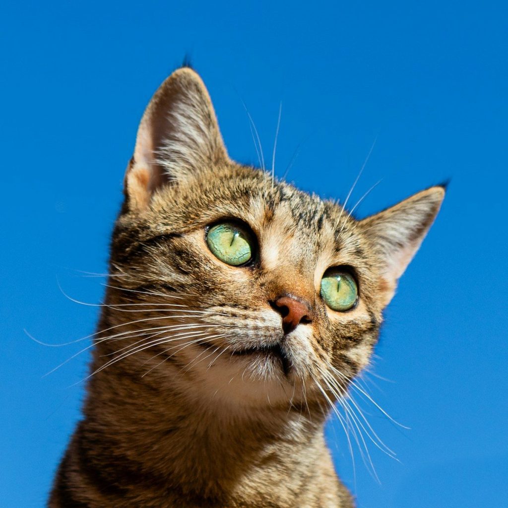 American Shorthair