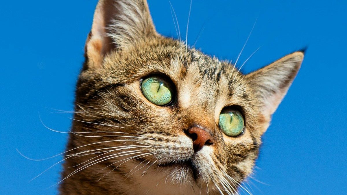 American Shorthair Breed Profile
