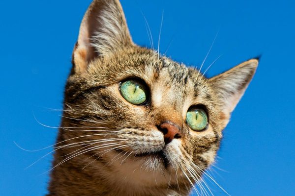 American Shorthair