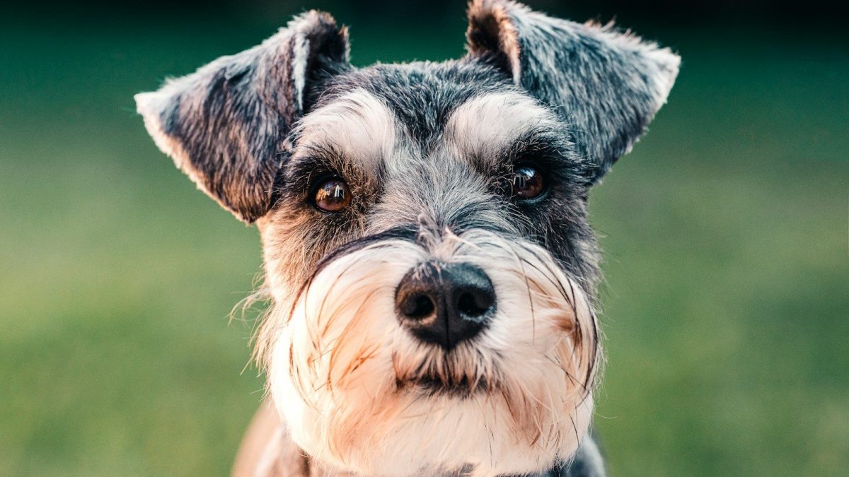 Miniature Schnauzer Breed Profile