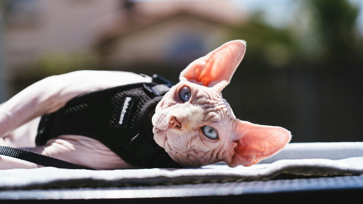 Sphynx Breed Profile