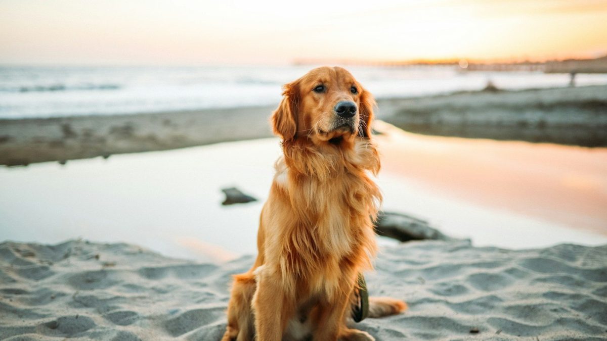 Golden Retriever Breed Profile