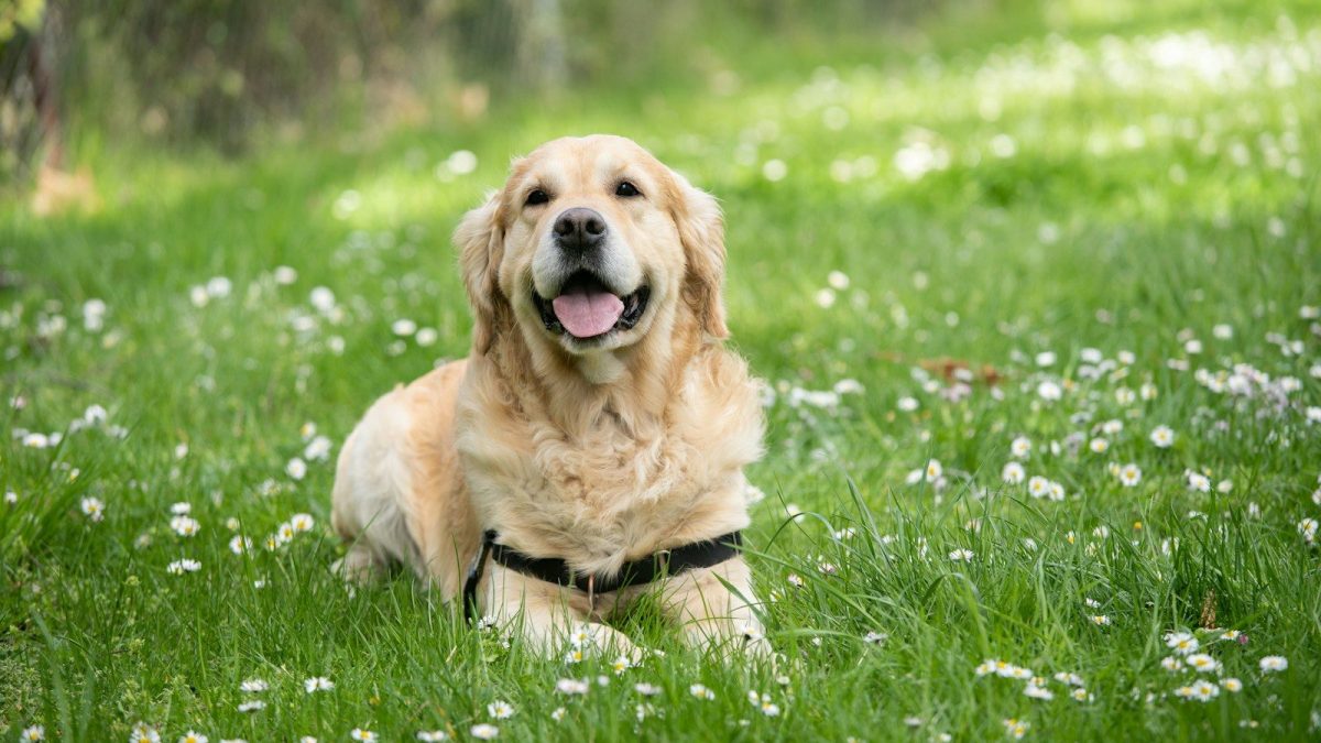 Labrador Retriever Breed Profile