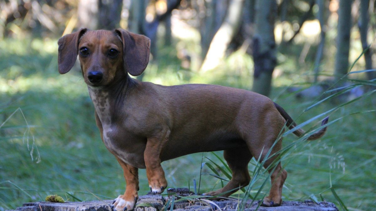Dachshund Breed Profile
