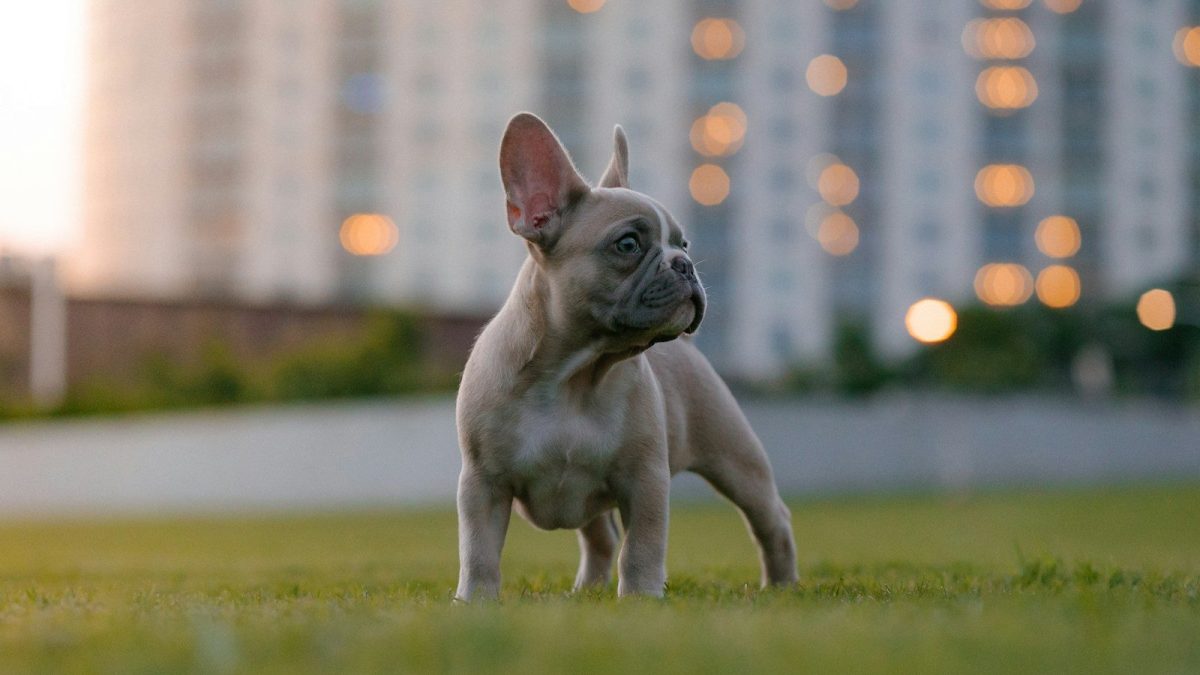 French Bulldog Breed Profile