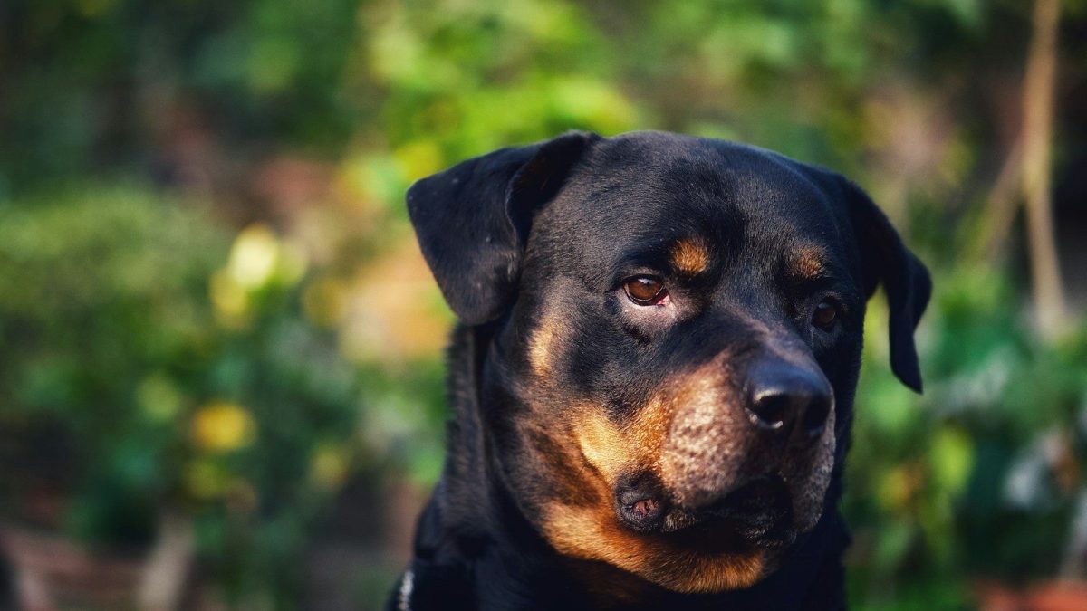 Rottweiler Breed Profile