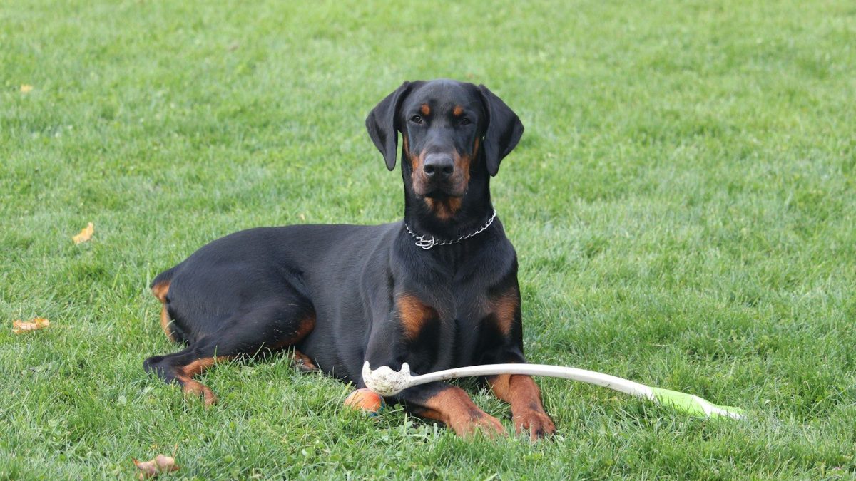 Doberman Pinscher Breed Profile