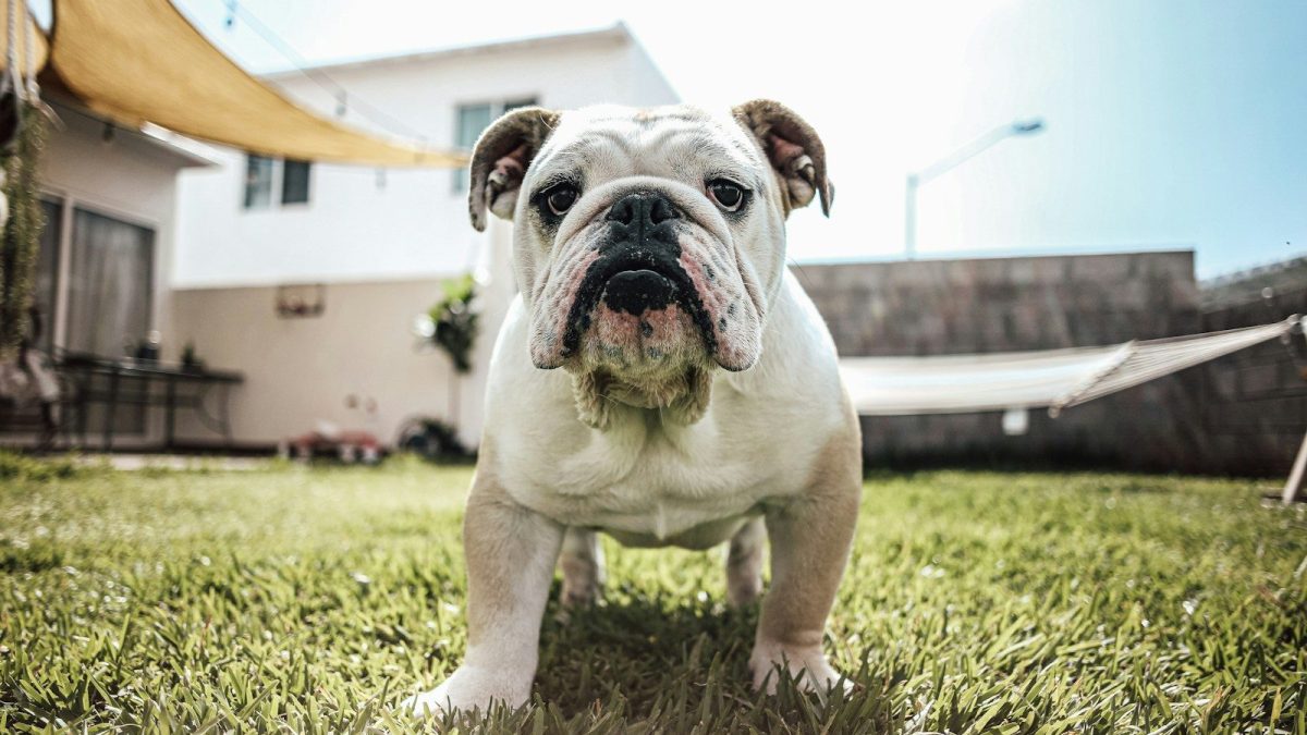 Bulldog Breed Profile
