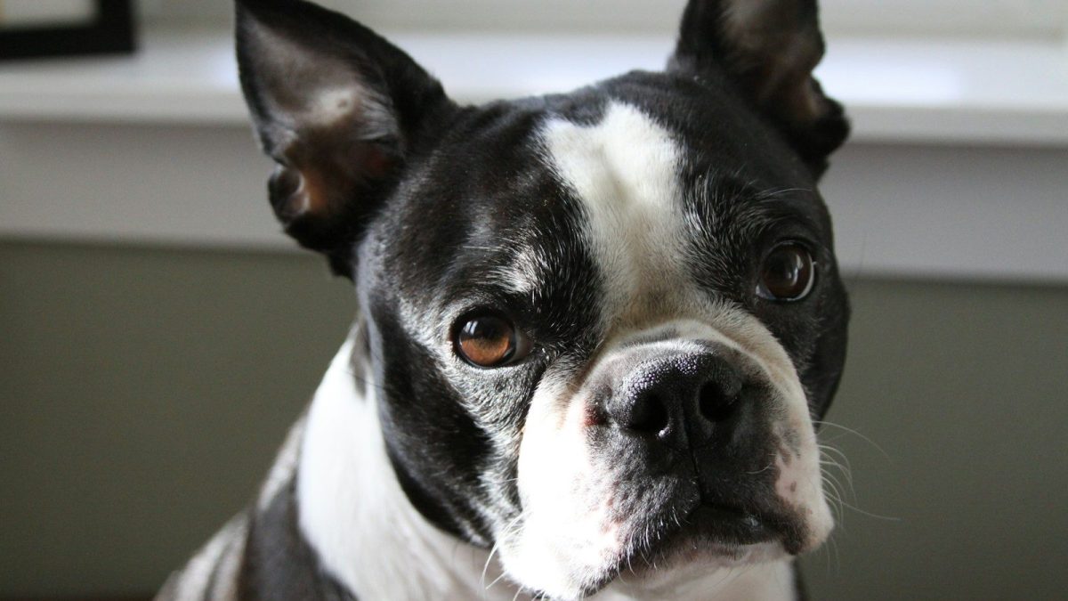 Boston Terrier Breed Profile