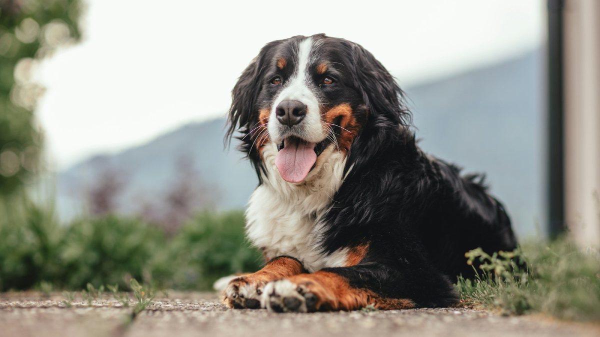 Bernese Mountain Dog Breed Profile