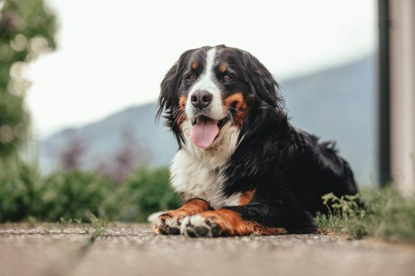 Bernese Mountain