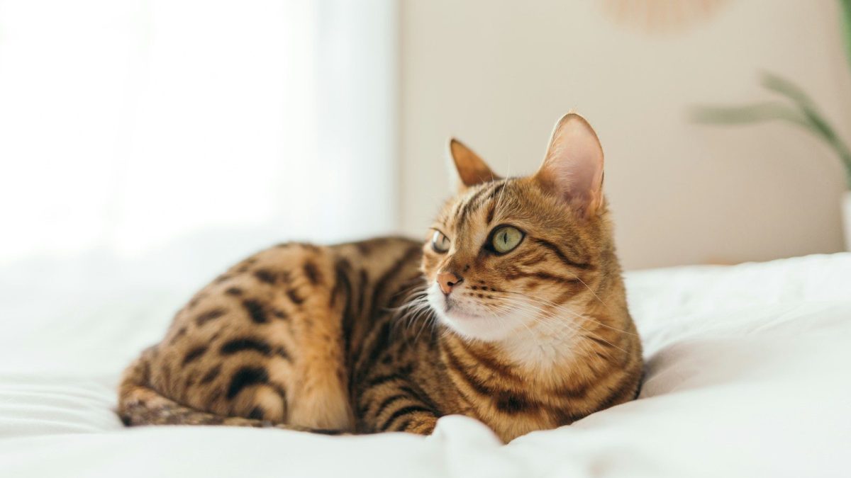 Bengal Breed Profile