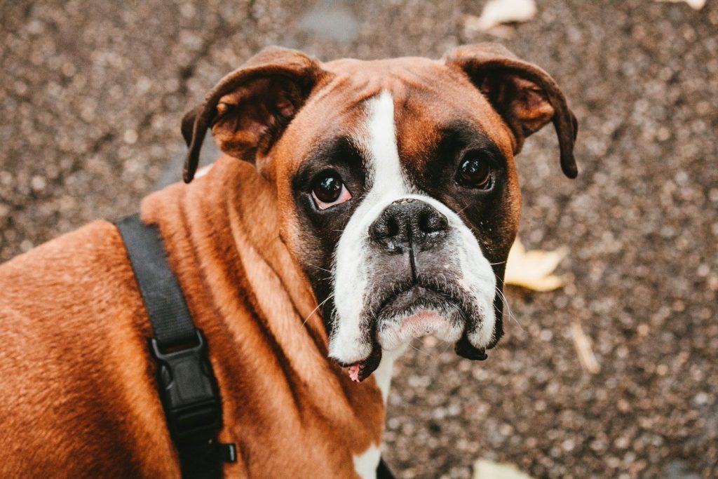 Boxer