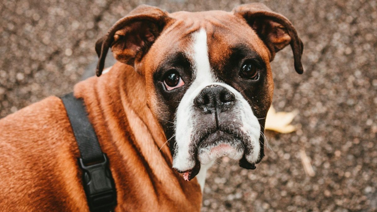 Boxer Breed Profile