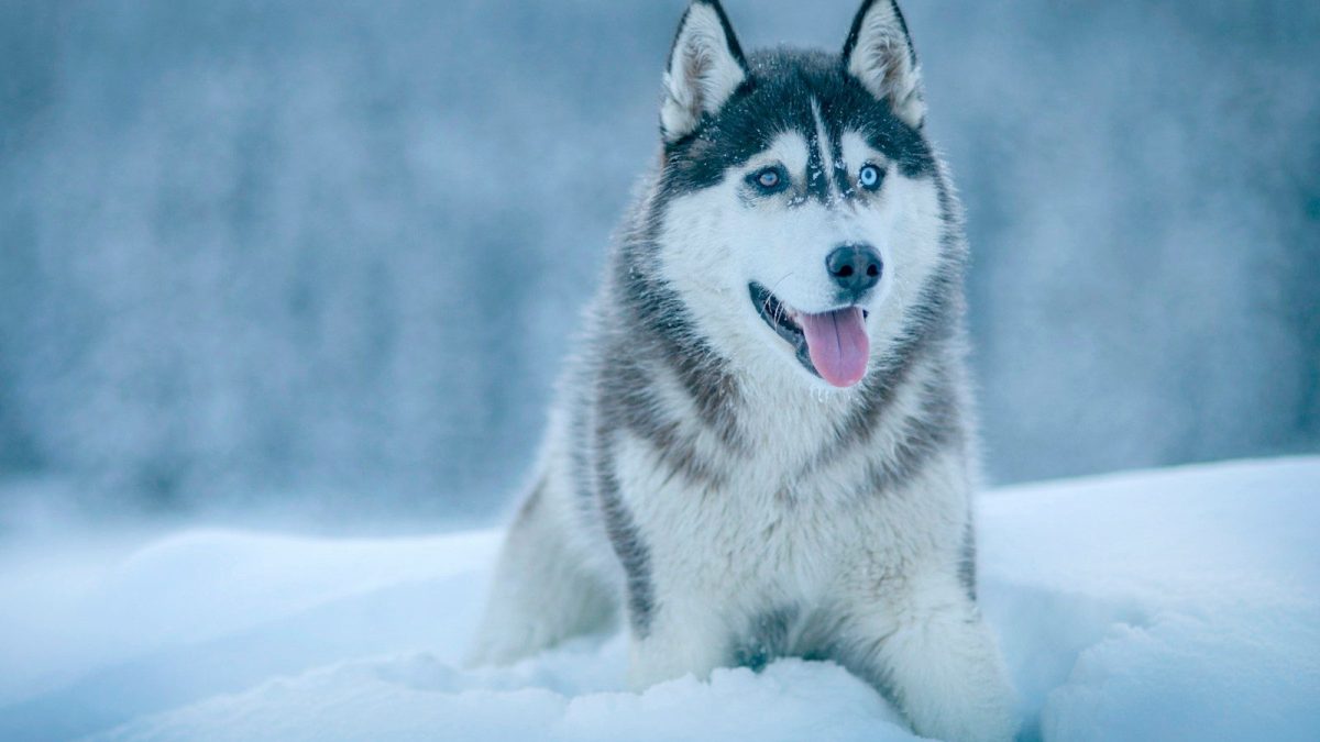 Siberian Husky Breed Profile
