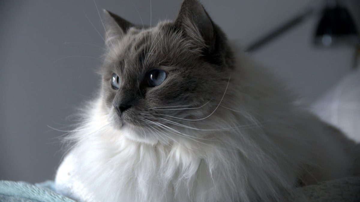 ragdoll cat