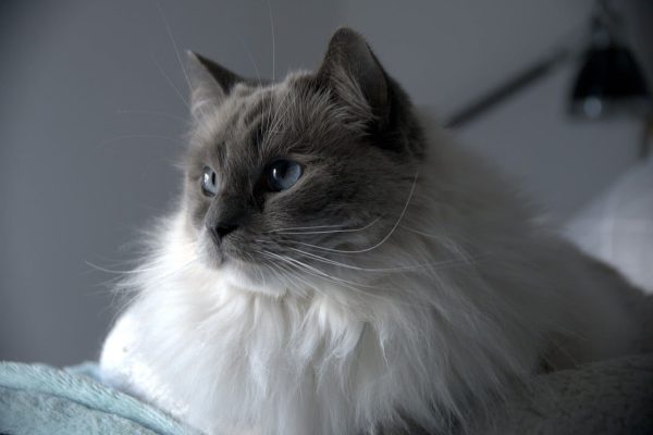 ragdoll cat