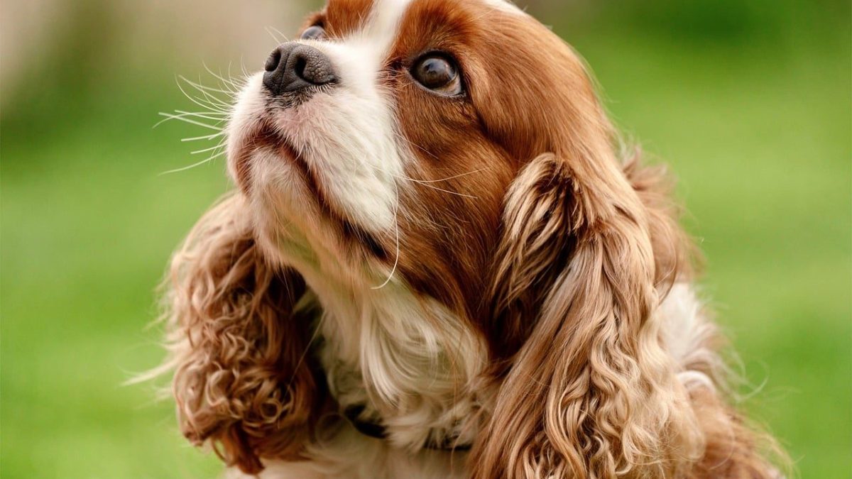 cavalier king