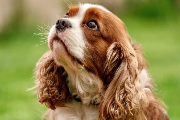 cavalier king