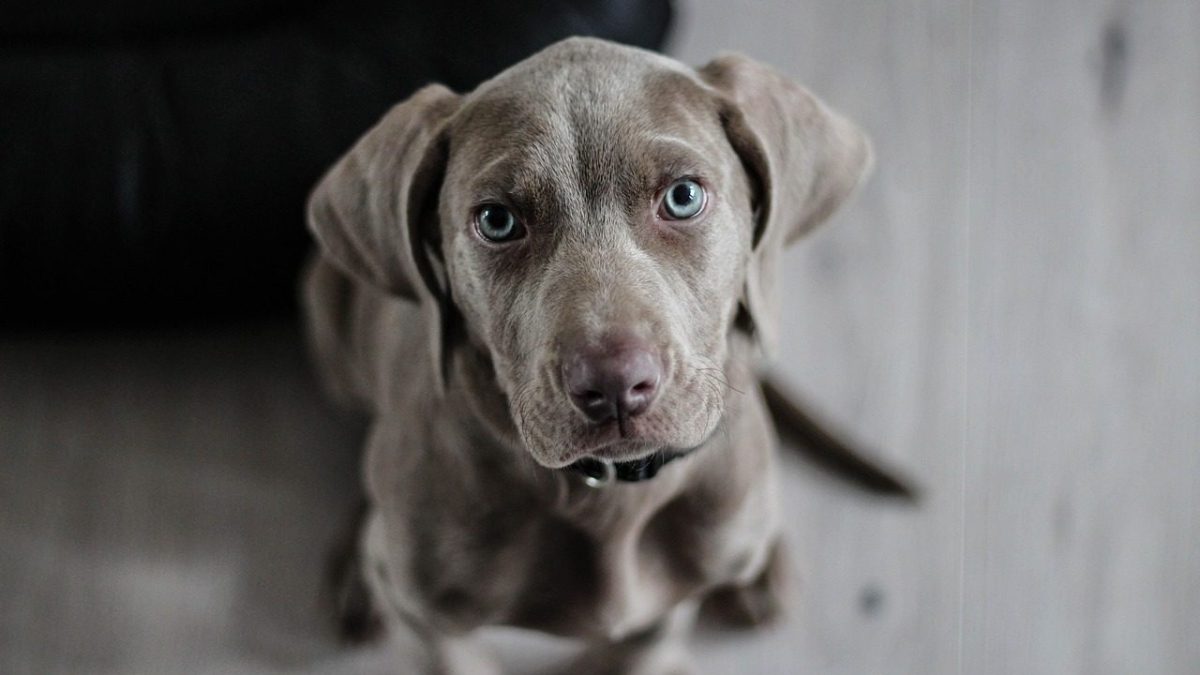 Weimaraner Breed Profile