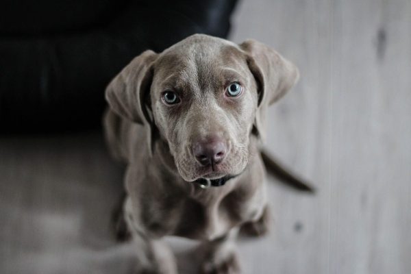 Weimaraner dog