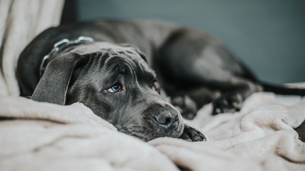 dog separation anxiety