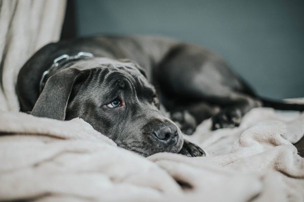 dog separation anxiety