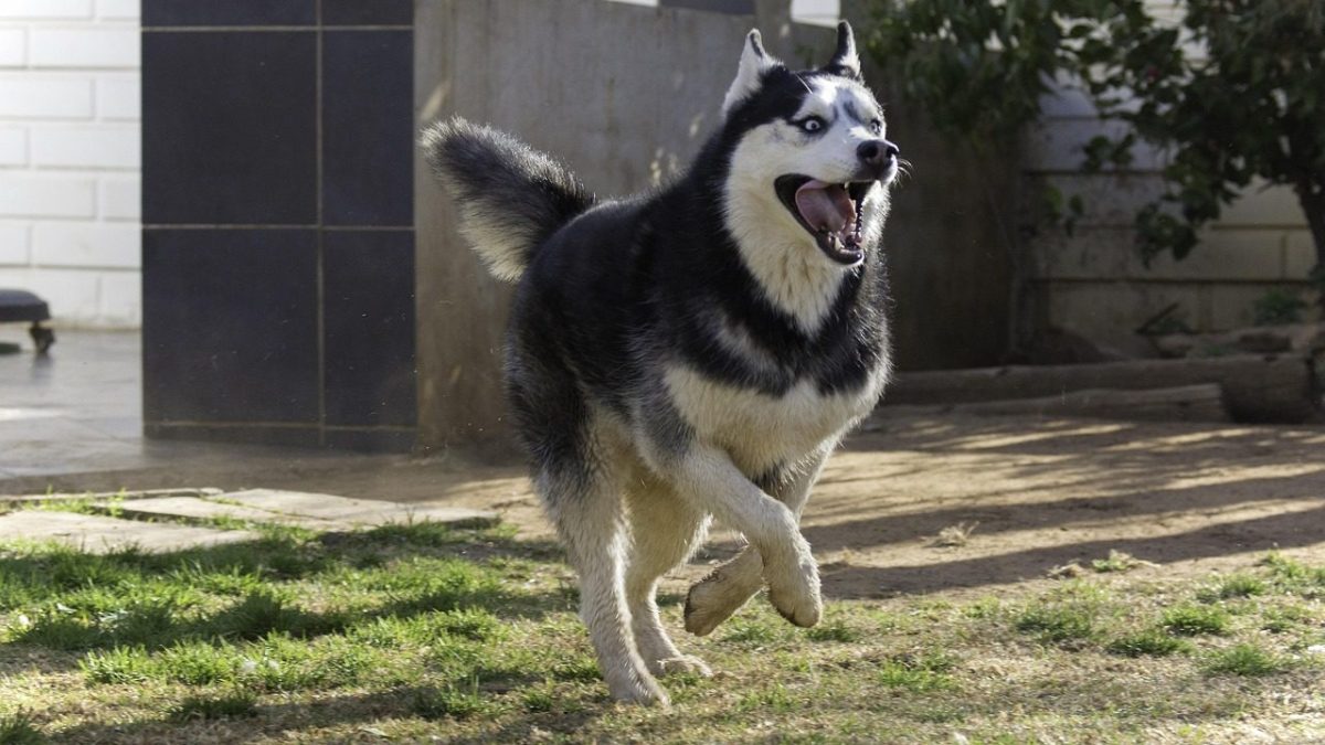 siberian husky,