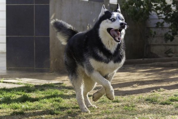 siberian husky,